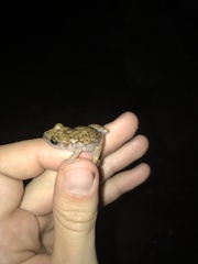 Eleutherodactylus marnockii