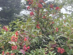 Viburnum cassinoides