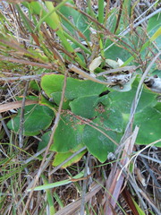Hermas ciliata