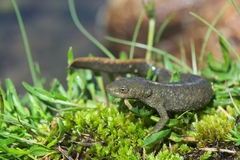 Calotriton asper