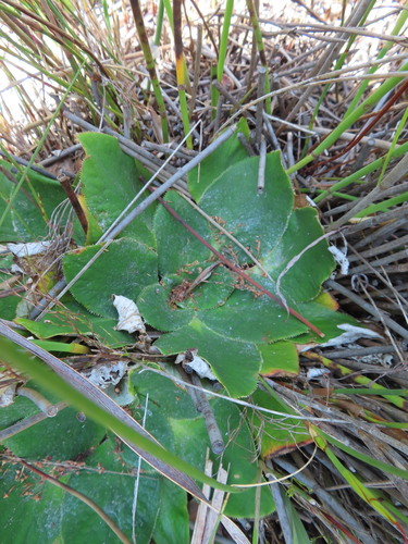 Image of Hermas ciliata by (c) linkie, some rights reserved (CC BY)
