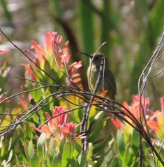 Anthobaphes violacea