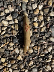 Triboniophorus graeffei