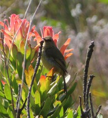 Anthobaphes violacea