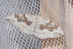 Xanthorhoe montanata