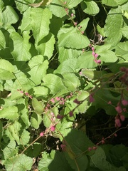 Antigonon leptopus