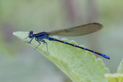Argia serva
