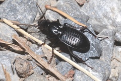 Pterostichus funestes