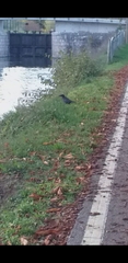 Corvus corone