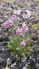 Silene uralensis