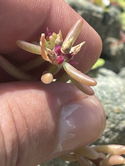 Portulaca californica