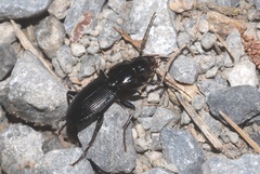 Pterostichus funestes