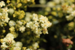 Acacia littorea