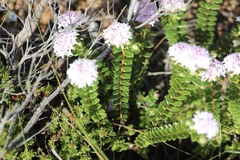 Pimelea ferruginea