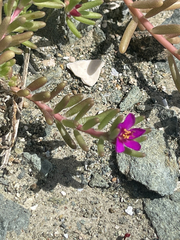 Portulaca californica