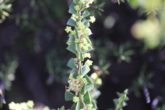 Acacia littorea