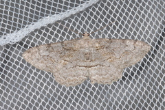 Alcis repandata