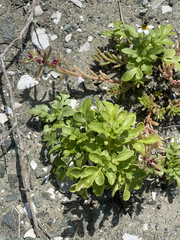 Portulaca californica