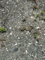 Portulaca californica