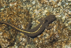 Calotriton asper