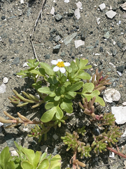 Coreocarpus parthenioides parthenioides
