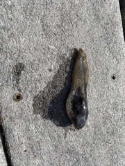 Lithobates catesbeianus