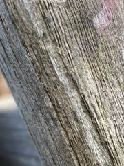 Entomobrya atrocincta