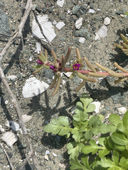 Portulaca californica