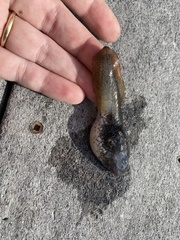 Lithobates catesbeianus