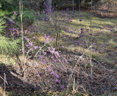 Callicarpa bodinieri