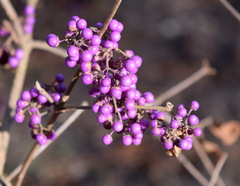 Callicarpa bodinieri