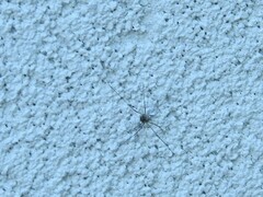 Phalangioidea