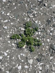 Coreocarpus parthenioides parthenioides