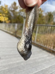 Lithobates catesbeianus