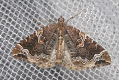 Eulithis prunata