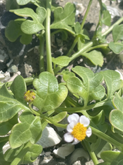 Coreocarpus parthenioides parthenioides