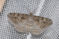 Alcis repandata