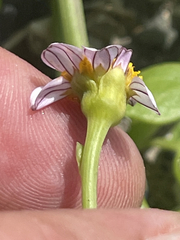 Coreocarpus parthenioides parthenioides