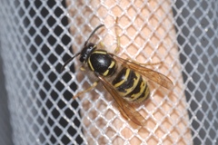 Dolichovespula saxonica