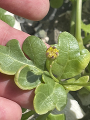 Coreocarpus parthenioides parthenioides
