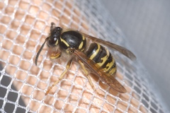 Dolichovespula saxonica