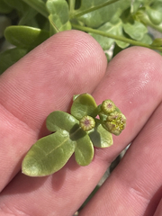 Coreocarpus parthenioides parthenioides