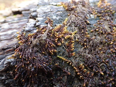 Scorpidium revolvens