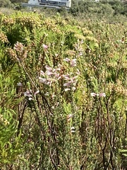 Erica perspicua