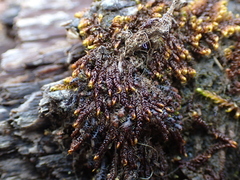 Scorpidium revolvens