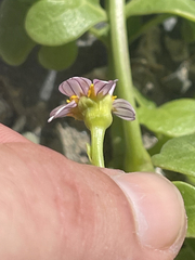 Coreocarpus parthenioides parthenioides