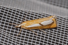 Catoptria pinella