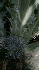 Cirsium scariosum