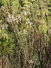 Erica perspicua