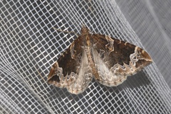 Eulithis prunata
